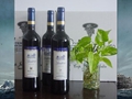 wine10